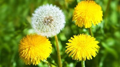 métodos para remover papilomas usando remédios populares