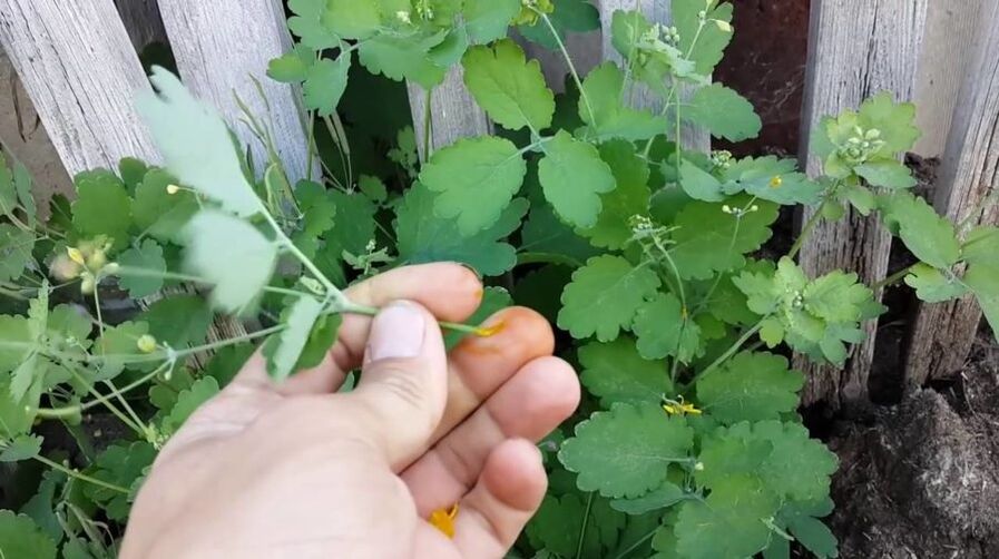 suco de erva celidônia para remover papilomas